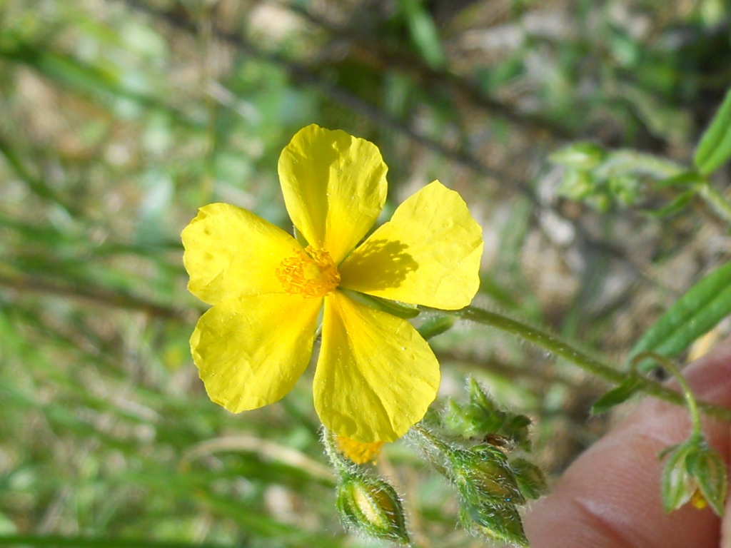 fiore giallo - Helianthemum cfr. nummularium